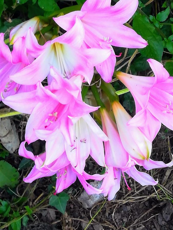 Affitta Camere Casa Delle Rose Villanova Monteleone Dış mekan fotoğraf